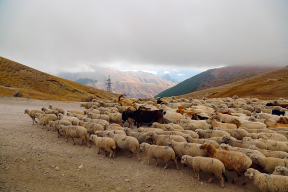 Непогода заставляет животноводов Дагестана досрочно перегонять скот с высокогорных пастбищ