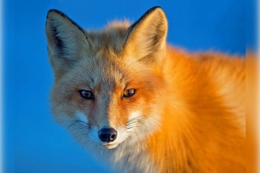 Fox attacked children at Morskaya camp in Crimea