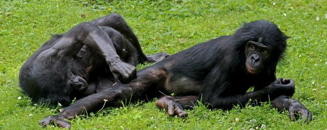 Партнершу для спаривания самцам бонобо помогают находить матери