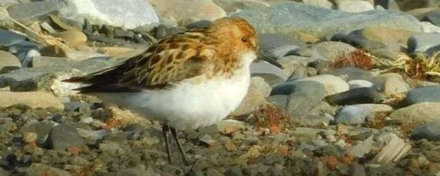 В нацпарке «Русская Арктика» найдены редкие виды птиц