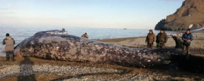 Первых китов в этом году добыли на Чукотке