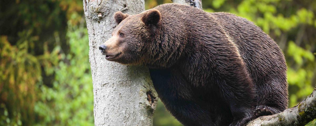 Журналист из Египта назвал пятерку самых опасных животных России