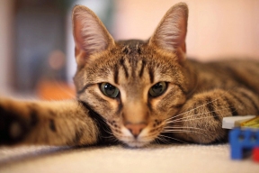 Ученые разработали вакцину, которая поможет кошкам жить до 30 лет