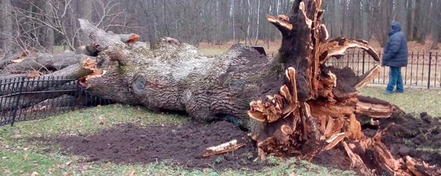 Не дожил пару лет до двухсот: знаменитый Тургеневский дуб погиб от урагана, что с ним будет дальше