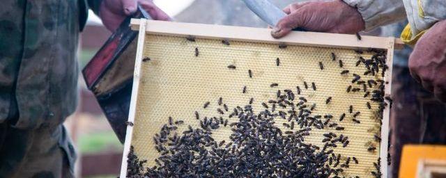 Башкирия направит 38 млн рублей на спасение башкирской пчелы