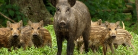 В Костромской области увеличили лимит на отстрел диких кабанов из-за африканской чумы свиней