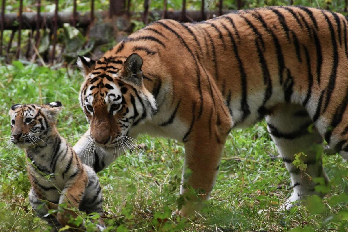 Популяция тигра в нацпарке в Приморье перестала расти