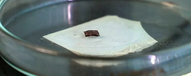 В Приморском нацпарке нашли неизвестное науке животное — древнюю пищуху