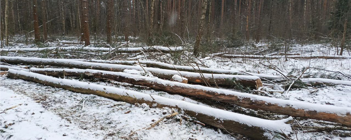 Полиция проверит законность вырубки деревьев в раменском Захарове