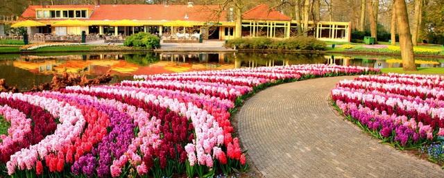 Есть на свете цветочный рай: чем интересен Кёкенхоф — королевский парк Нидерландов