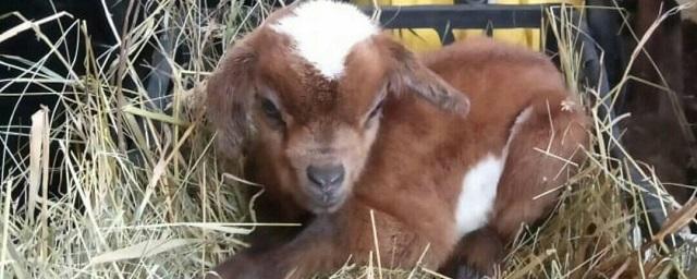 В Ульяновске впервые дала потомство камерунская мини коза