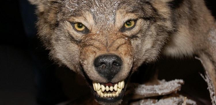В Ростовской области бешеная волчица покусала трех мужчин