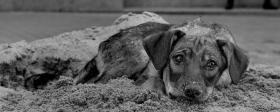 В Рязанской области не планируют умерщвлять бездомных животных