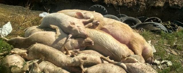 В Ивановской области снова выявили случай заражения свиней африканской чумы