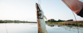 В Якутске запретят использовать сетные орудия добычи при любительском рыболовстве
