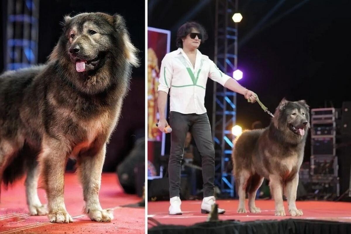 Волкопёс – самая дорогая собака в мире. За каких собак платят миллионы долларов