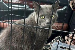An escaped cat in the US has been returned to its owners after five years