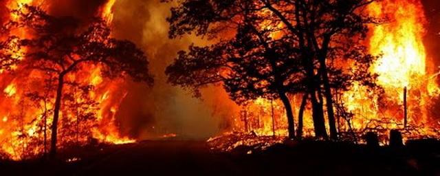 В Забайкальском крае тушат крупный лесной пожар