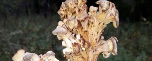 В лесах Новосибирской области нашли редкий ветвистый гриб