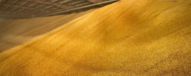 Власти Орловской области отправили 720 тонн пшеницы в Киргизию