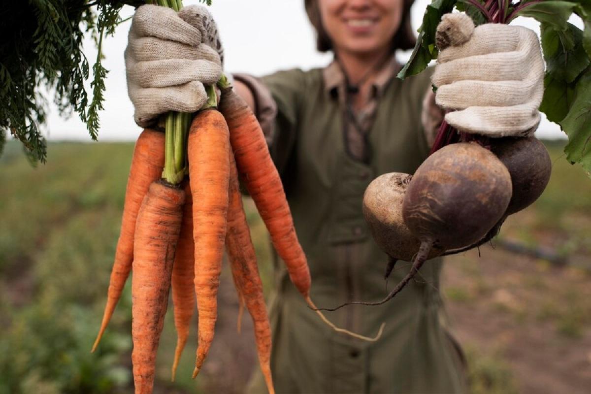 Этот сорт моркови обеспечит шикарный урожай осенью - посадить его нужно строго после 25 июля