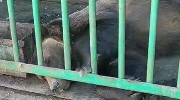Саратовские зоозащитники требуют изъятия трех медведей с территории гостиничного комплекса