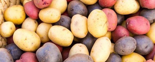 Potatoes in Belarus turned out to be more expensive than in Russia, Poland and Ukraine