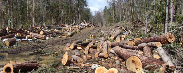 Бывший ставропольский полицейский вырубил лес на 45 млн рублей