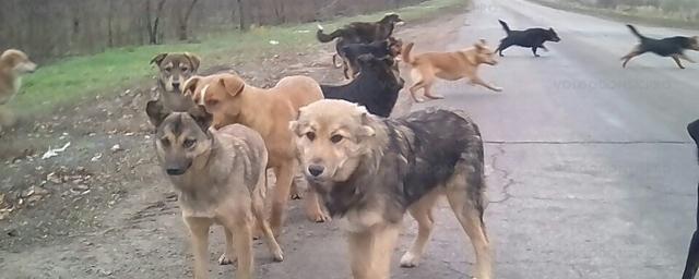 Мэр Новокузнецка спрогнозировал рост числа бездомных собак