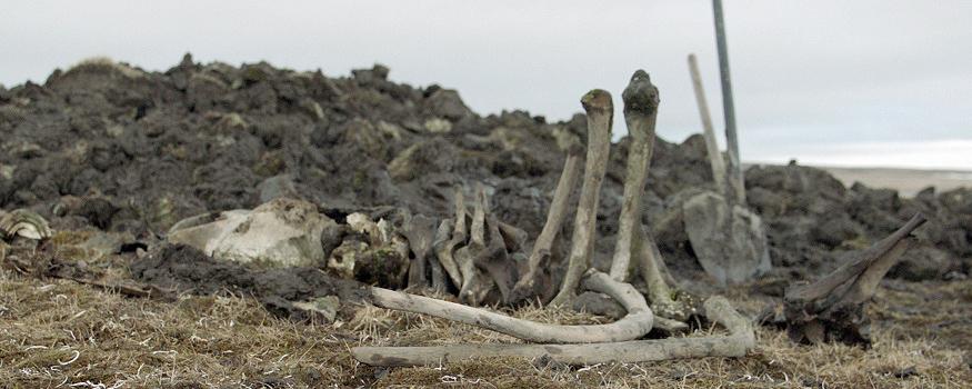 Якутские палеонтологи нашли скелет мамонта со следами обработки