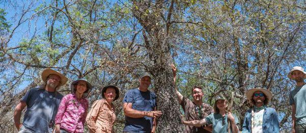 В Техасе обнаружен считавшийся вымершим красный дуб Quercus tardifolia