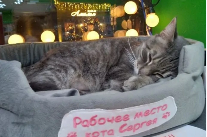 Зеленоградский кот Сергей стал заслуженным пенсионером после увольнения
