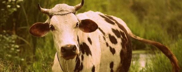 В Татарстане при пожаре было спасено стадо коров