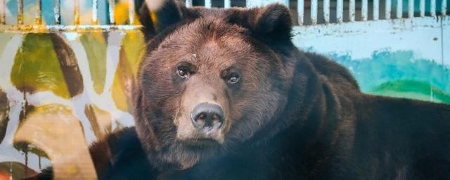 В Липецком зоопарке медведям не дает уснуть теплая погода