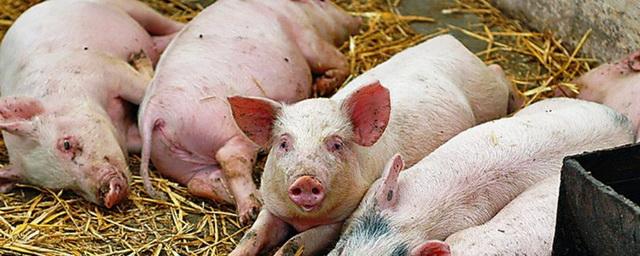 Во Владимирской области с начала 2021 года выявили четвертый очаг африканской чумы свиней