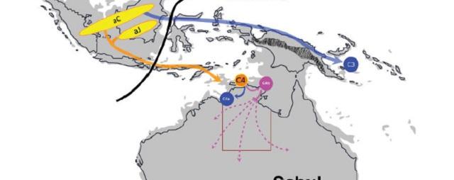 Ученые отследили миграцию аборигенов в Австралии при помощи гепатита В
