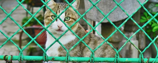 В Гатчине сотрудники приюта плохо обращаются с питомцами