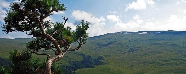 Воронежец погиб в горах Кавказа при попытке сделать селфи