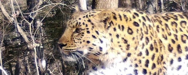 Вокруг приморского национального парка «Земля леопарда» установили «зону покоя»