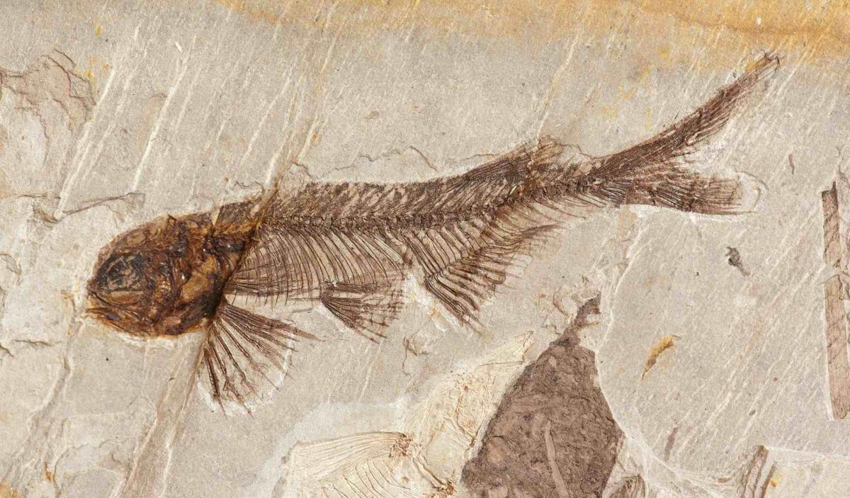 Канадские ученые нашли останки неизвестной древней рыбы