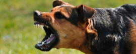 В Смоленской области выявлена вспышка бешенства среди домашних животных