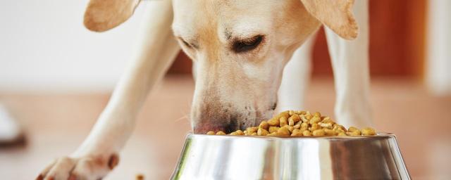Кинолог Голубев связал повышенный аппетит у собак с быстрым перевариванием пищи
