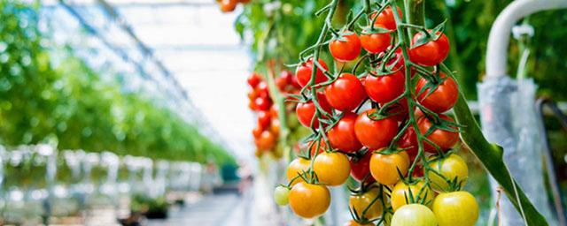 В Тамбовской области в 2023 году в 1,5 раза увеличат производство овощей