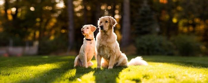 Комитет ветеринарии Москвы организует день здоровья для домашних животных в парках