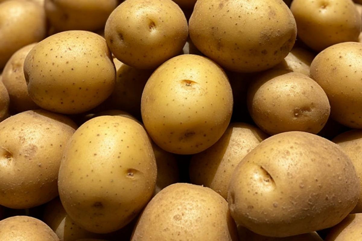 Через Бурятию в Монголию отправили 500 тонн проверенного картофеля