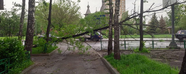 В Подмосковье двое детей пострадали при падении деревьев