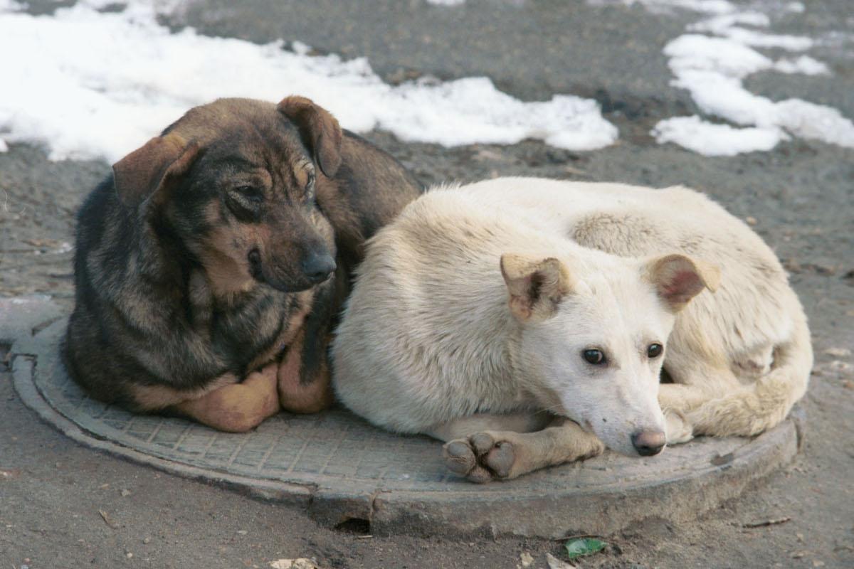 В Магаданской области будут умерщвлять агрессивных собак