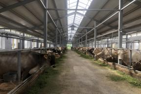 Костромская область присоединилась к формированию единой федеральная системе племенных хозяйств