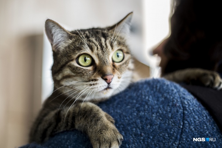 В Новосибирске 10 котов с тяжелой судьбой нашли себе дом