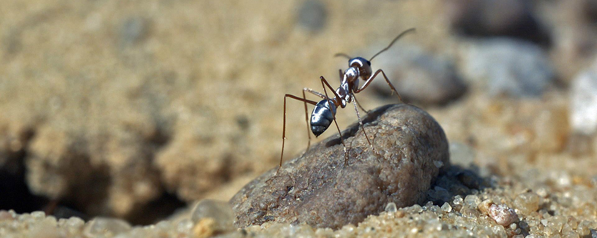 В Сахаре ученые обнаружили самых быстрых в мире муравьев